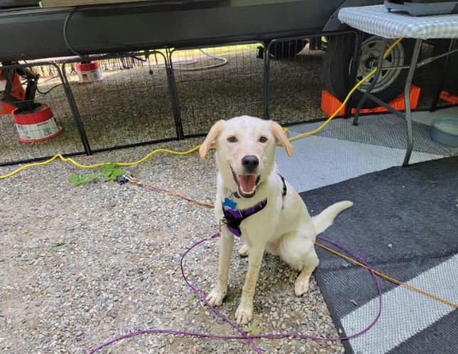 Customer photo review of Instant Dog Playpen for RV Trips