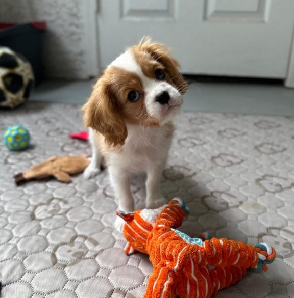Customer photo review of Washable Pee Pads for Housebreaking Your Dog
