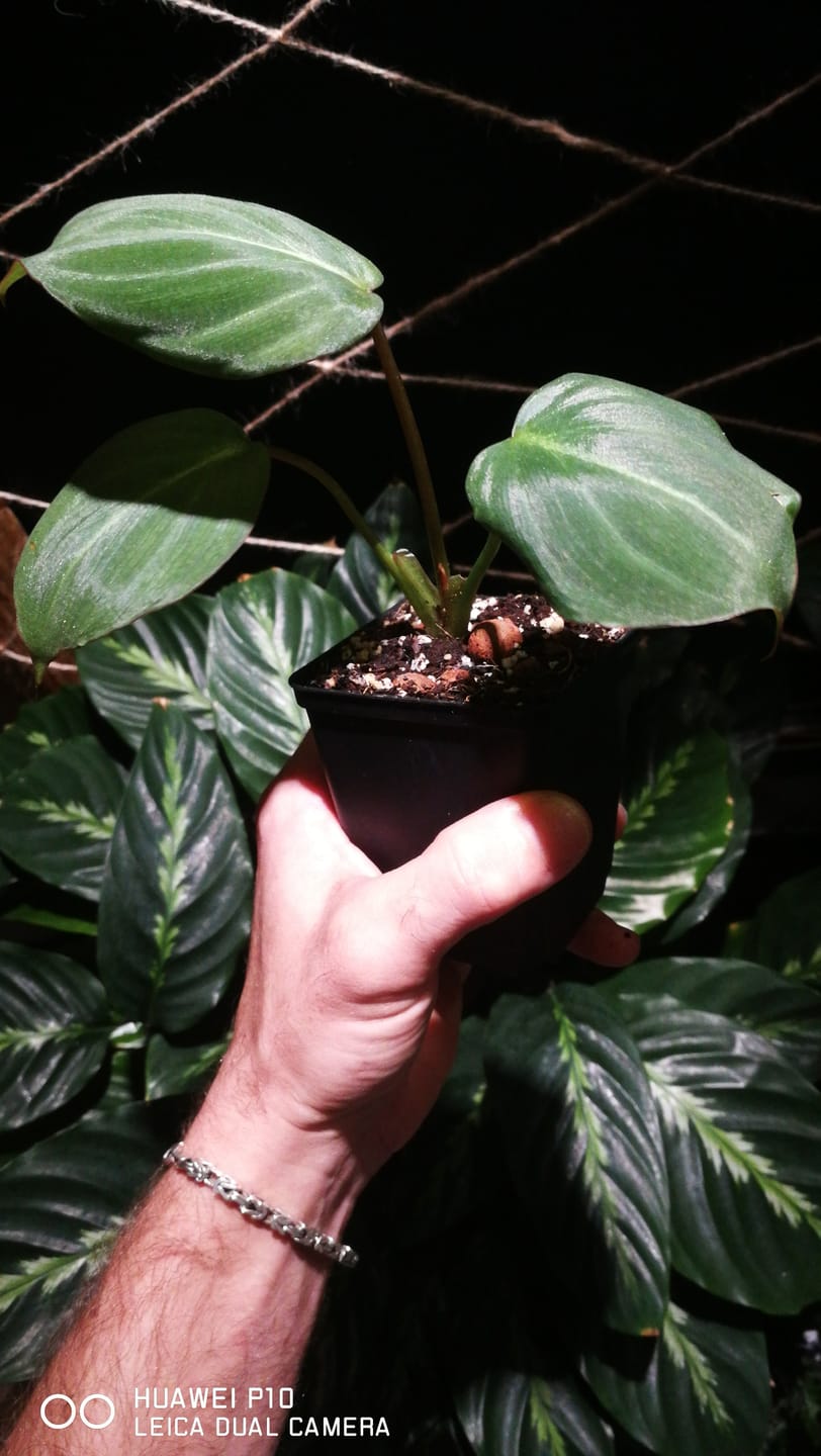 Customer photo review of PHILODENDRON GLORIOSUM