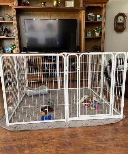 Customer photo review of Washable Pee Pads for Housebreaking Your Dog