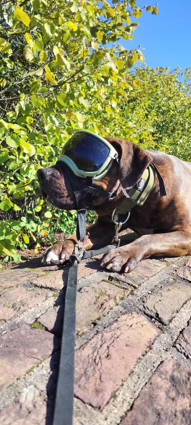 Customer photo review of 5cm Combat® Collar | With Handle & Rated Clip - Khaki v2.0