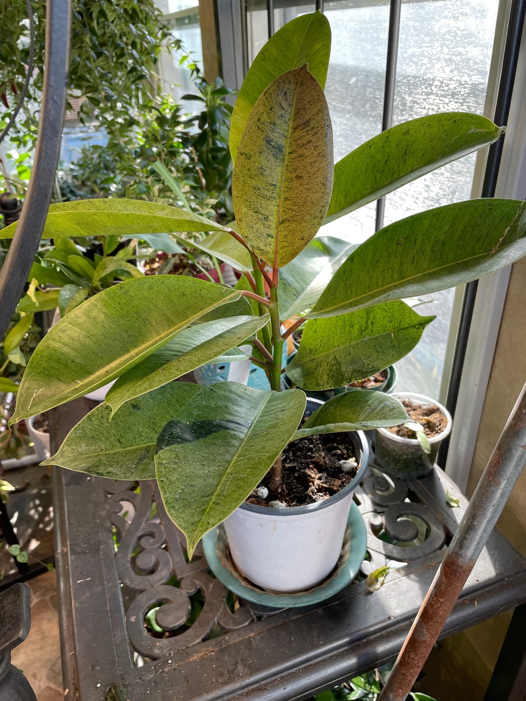 Customer photo review of Ficus elastica 'Shivereana'