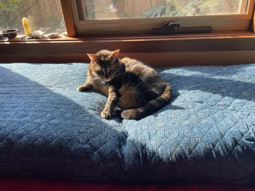 Customer photo review of Indigo Star (Water) - Yoga Nidra and Meditation Futon