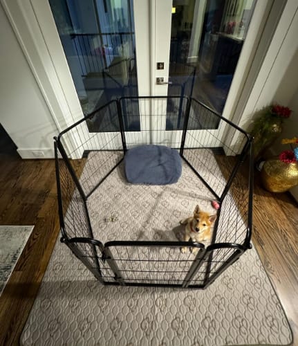 Customer photo review of Washable Pee Pads for Housebreaking Your Dog