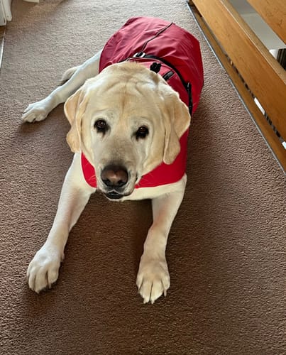 Customer photo review of Vimy Lightweight Waterproof Raincoat with Harness Hole Zip