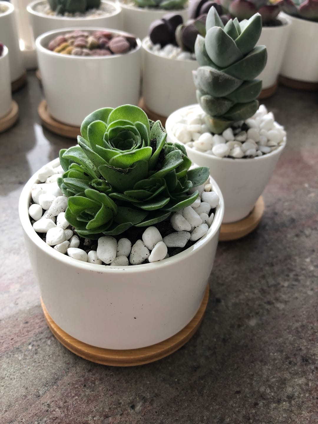Customer photo review of Aeonium aureum (Greenovia Aurea)