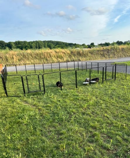Customer photo review of Instant Dog Playpen for RV Trips