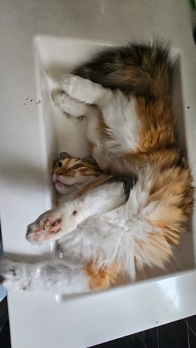 Avis photo d'un client sur Croquettes Chat Stérilisé Sans Céréales - Saumon