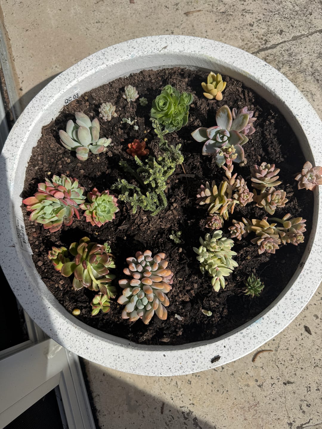 Customer photo review of Bulk Mixed Succulent Value Packs
