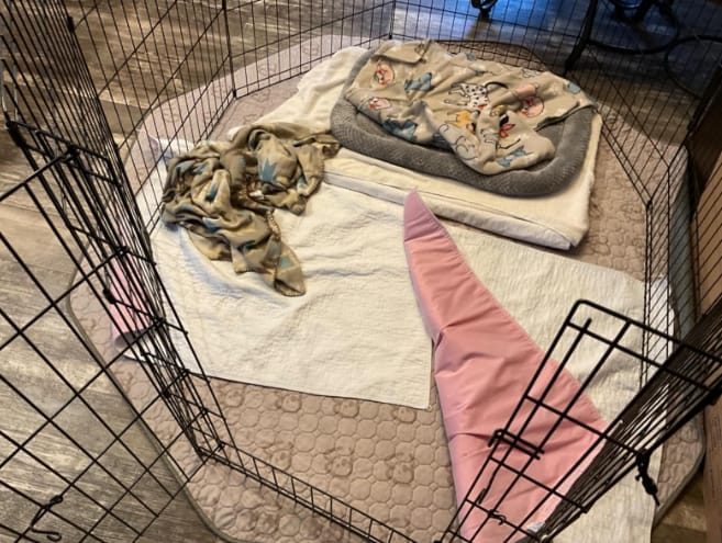 Customer photo review of Washable Pee Pads for Housebreaking Your Dog