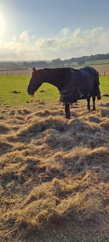 Customer photo review of Rhinegold Torrent Outdoor Rug