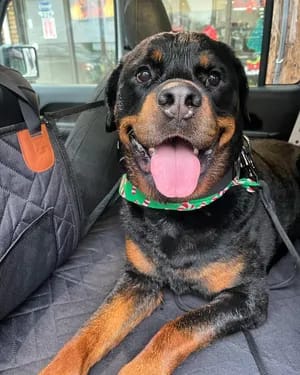 Customer photo review of Waterproof Dog Car Seat Cover with Hard Bottom