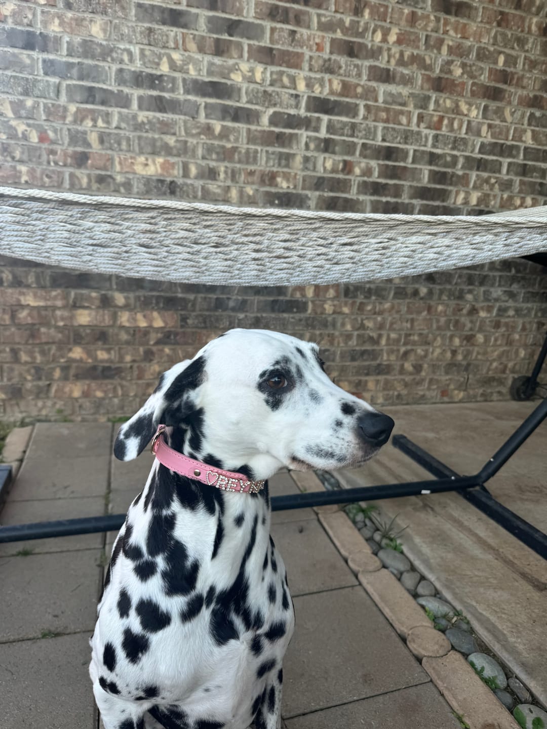 Customer photo review of CUSTOM DOG COLLARS WITH STUDDED JEWELRY
