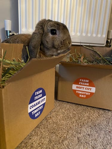 Customer photo review of Timothy Hay Box 'Soft Cut'