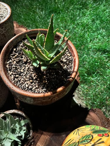 Customer photo review of Aloe Purple People Eater | Rare Aloe