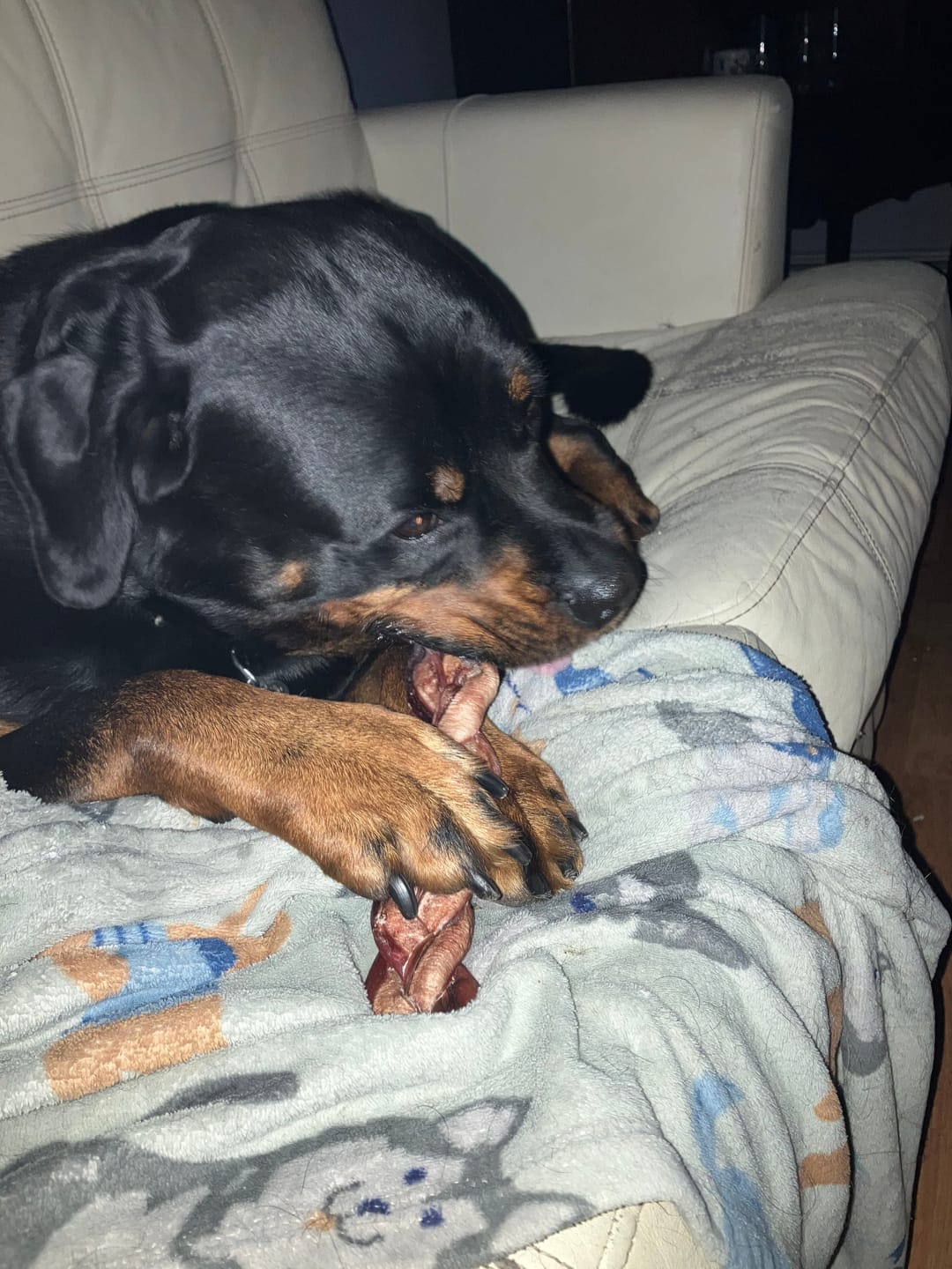 Customer photo review of 12 Inch Monster Braided Bully Stick