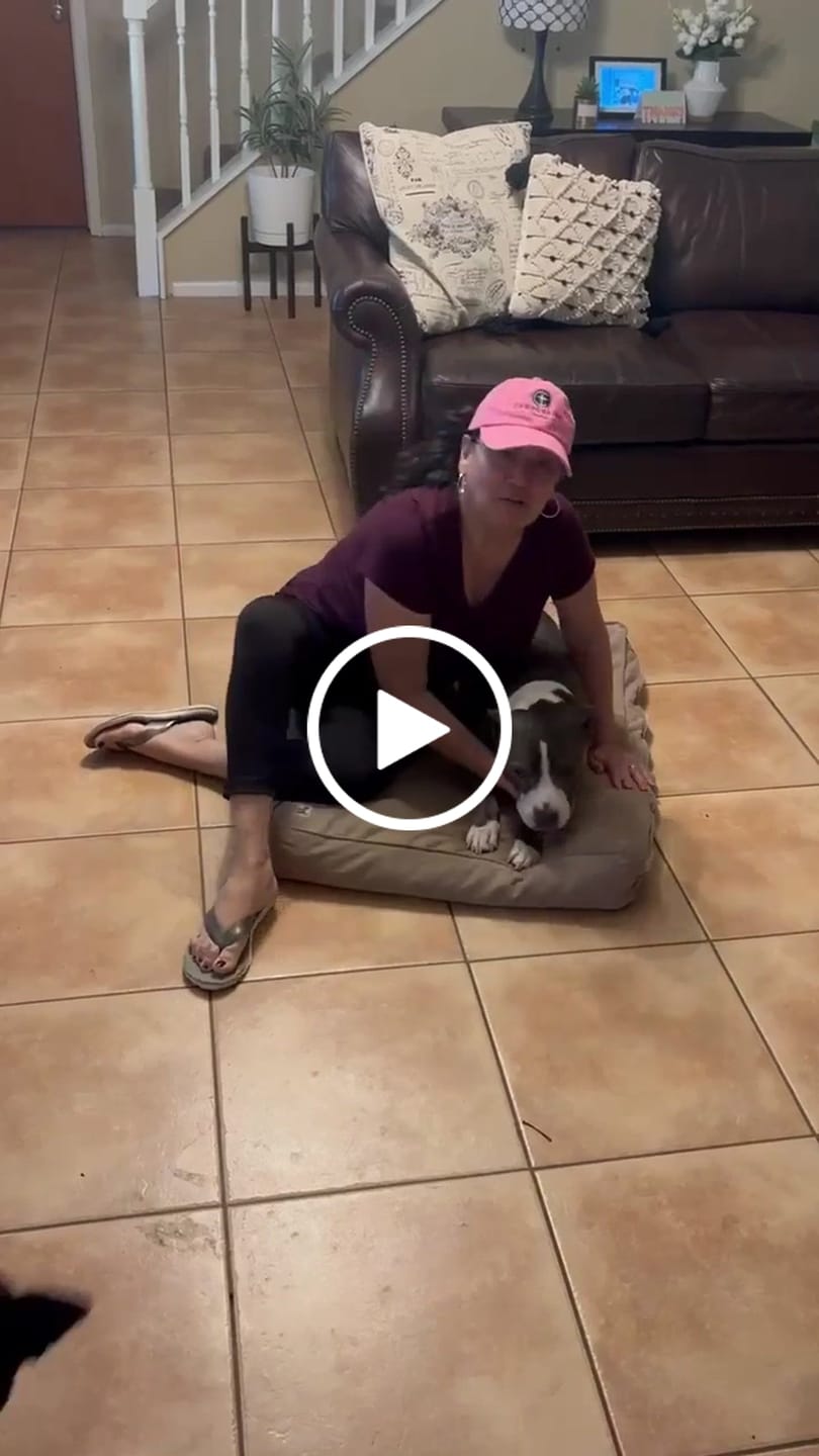 Customer video review of WALK-EASY® Joint and Hip Pain Relief for Dogs and Cats - Helps Arthritis, Torn Ligament and Other Joint Conditions