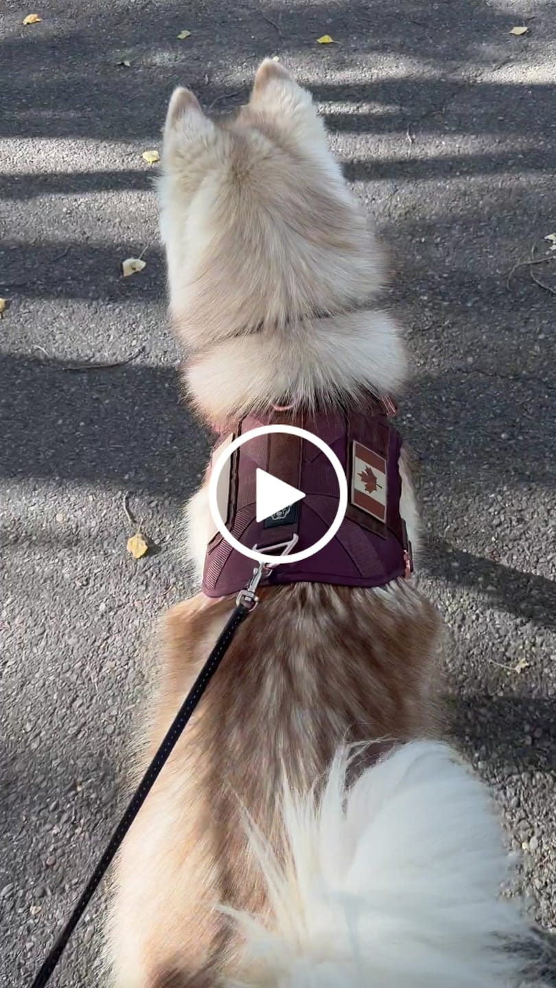 Customer video review of 1.5" Tacti Dog Collar Slim Luxe - Rose Gold - Chocolate