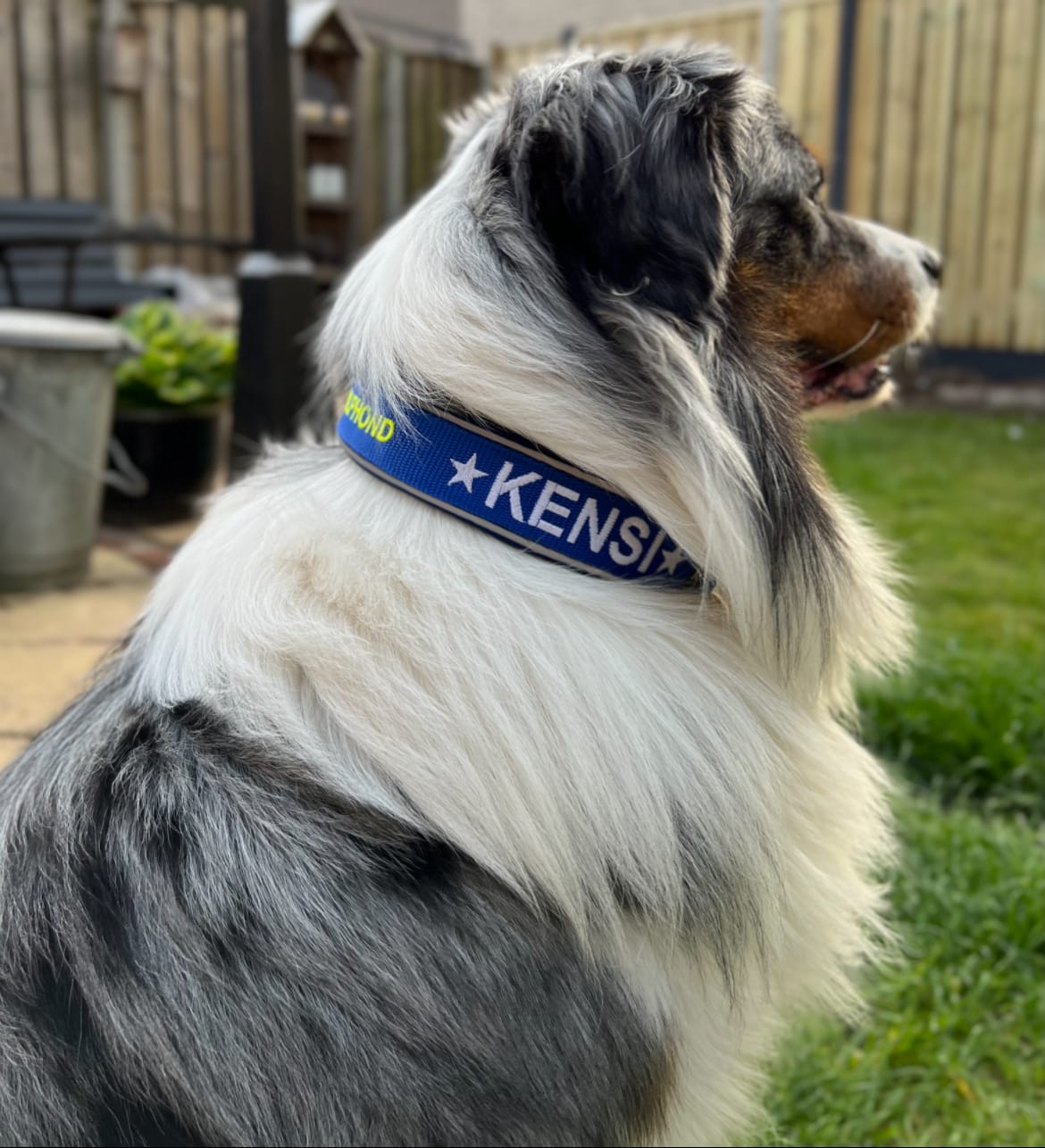 Customer photo review of Neoprene Half-Check Dog Collar with Name - L | 4Kyon