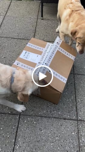 Customer video review of Dogman - Julekalender