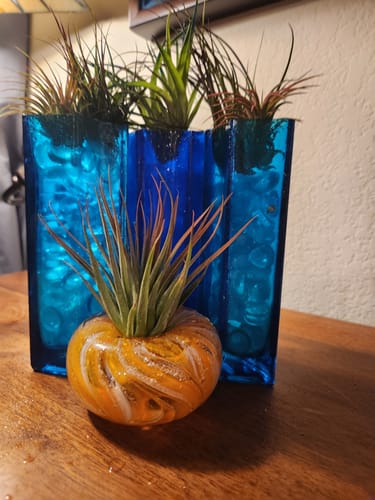 Customer photo review of Medium Air Plant Memorial Planter with Cremains