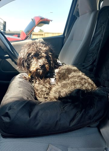 Customer photo review of Car Seat Cover