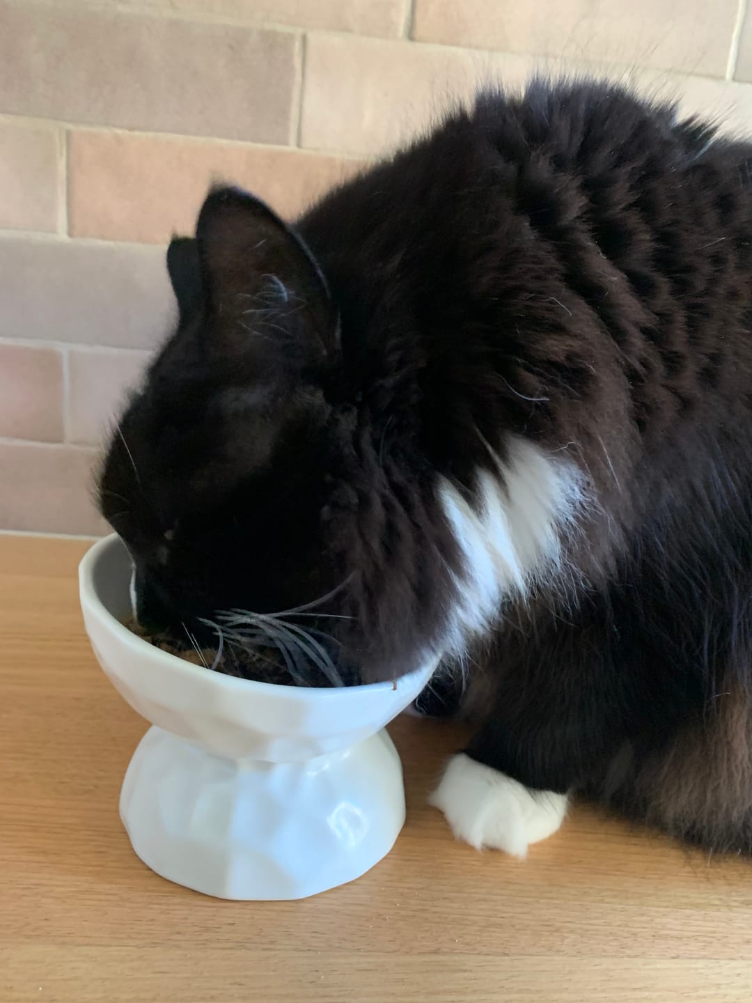 Customer photo review of Tilting Ceramic Cat Bowls With Uneven Texture