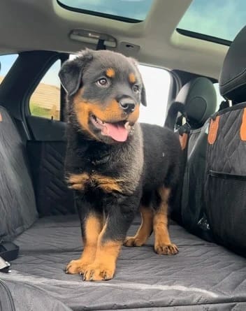 Customer photo review of Waterproof Dog Car Seat Cover with Hard Bottom
