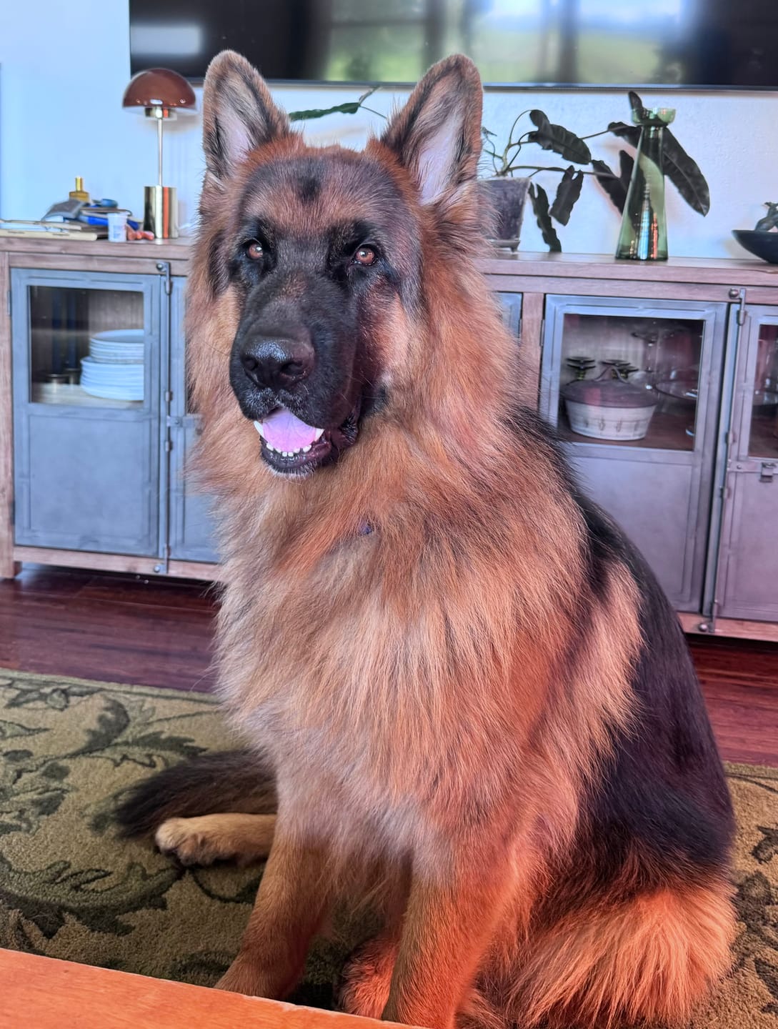 Customer photo review of Himalayan Yak Chew (LARGE)