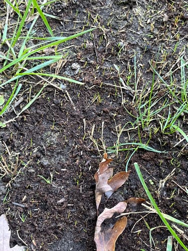 Customer photo review of GCI Turf Cool Blue Grass Seed