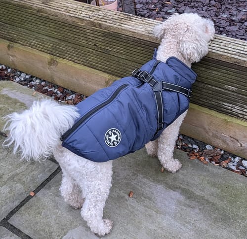 Customer photo review of Wintro - Quilted Waterproof Dog Coat with Built in Harness