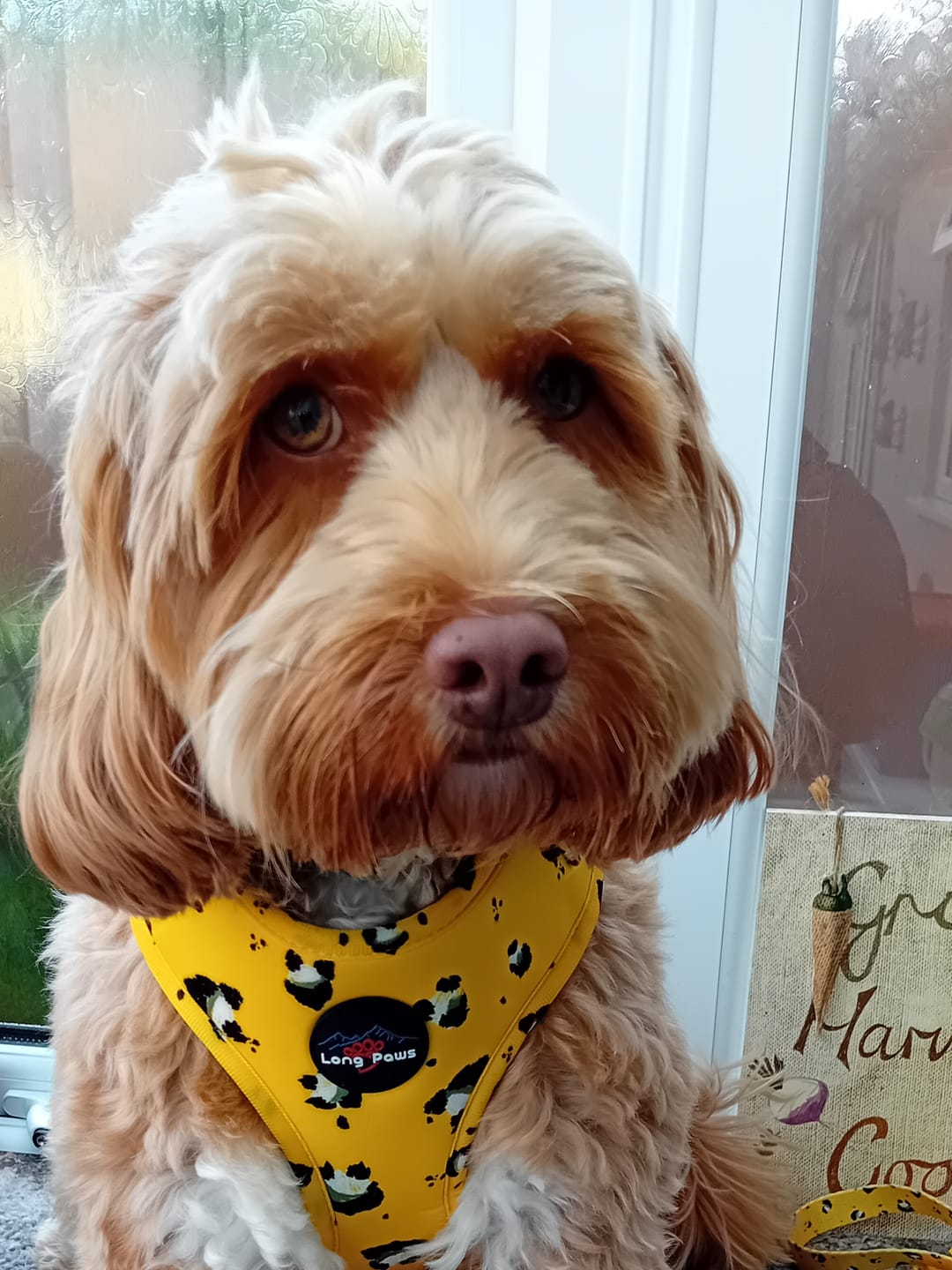 Customer photo review of Funk the Dog Harness & Lead Set | Mustard Panda