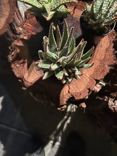 Customer photo review of Aloe Purple Haze | Rare Aloe
