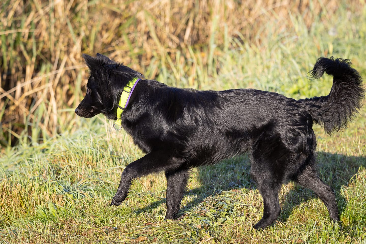 Customer photo review of Neoprene Half-Check Dog Collar with Name - M | 4Kyon