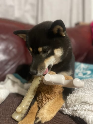 Customer photo review of Nylon-Woodfilled Chew Toys - USA Made
