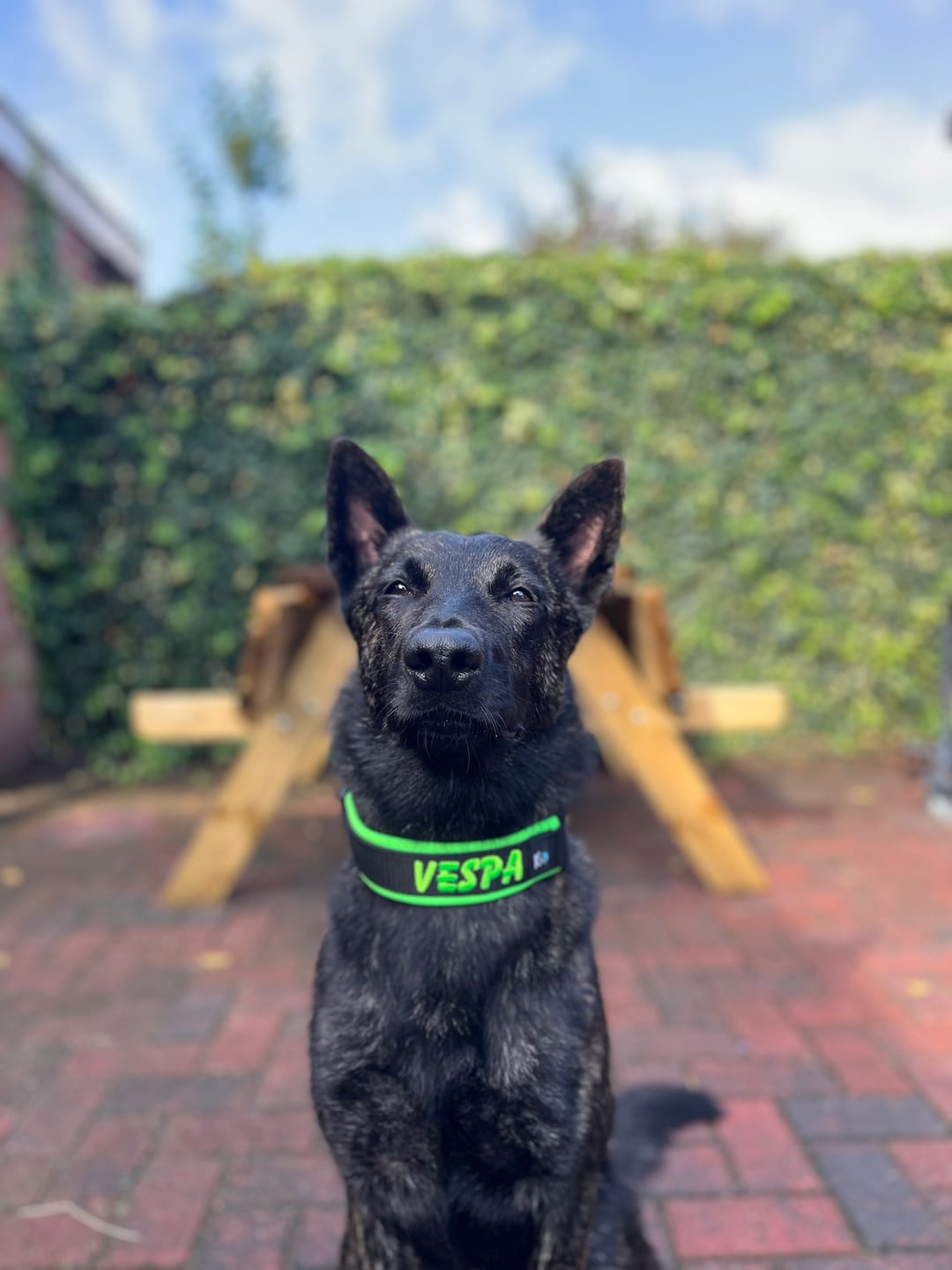 Customer photo review of Neoprene Half-Check Dog Collar with Name - M | 4Kyon