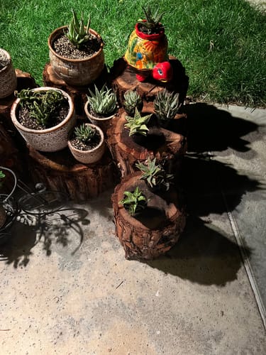 Customer photo review of Aloe Variety Pack | Aloe Hybrid Variety Packs
