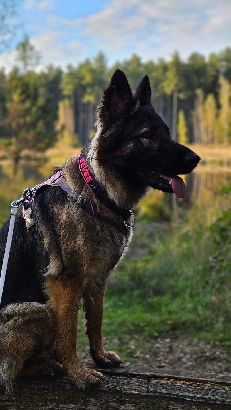 Customer photo review of Fleece Half-Check Dog Collar with Name - L | 4Kyon