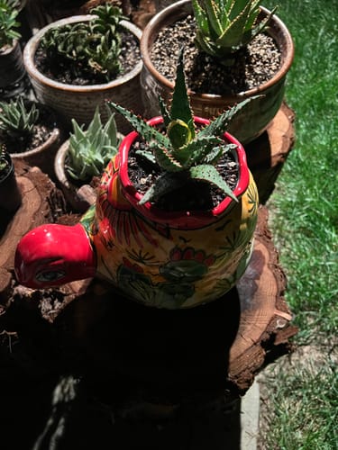 Customer photo review of Aloe Blue Castilloniae | Aloe Castilloniae Hybrid
