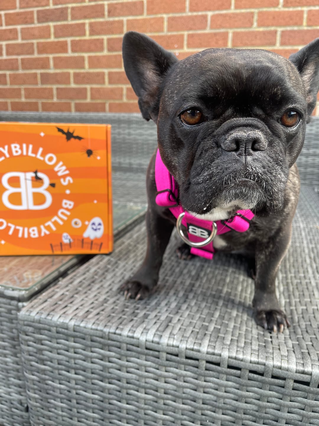 Customer photo review of Training No Pull TRI-Harness® | M-XL Breeds - Magenta