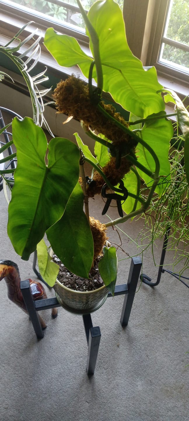 Customer photo review of Philodendron 'Paraiso Verde'