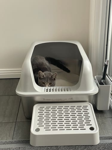 Customer photo review of 3 Month Supply - 1 Cat