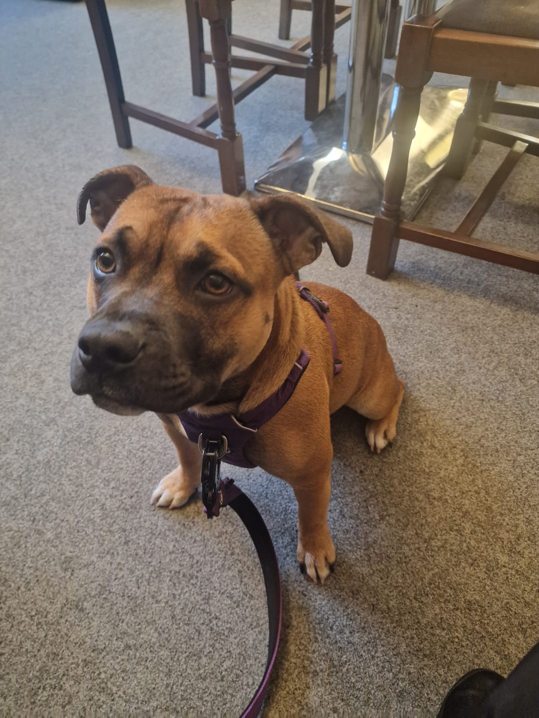 Customer photo review of Air Mesh Harness - Anti-Pull, With Handle, Non Restrictive & Adjustable - Purple