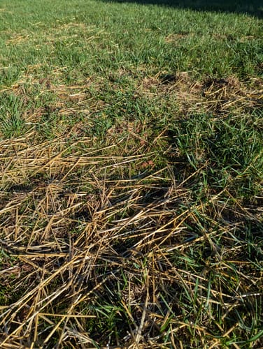 Customer photo review of GCI Turf Type Tall fescue Grass Seed