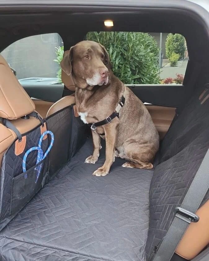 Customer photo review of Waterproof Dog Car Seat Cover with Hard Bottom