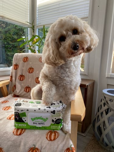 Customer photo review of Fragrance Free Pet Wipes for Full Body, Bum & Paws (110)