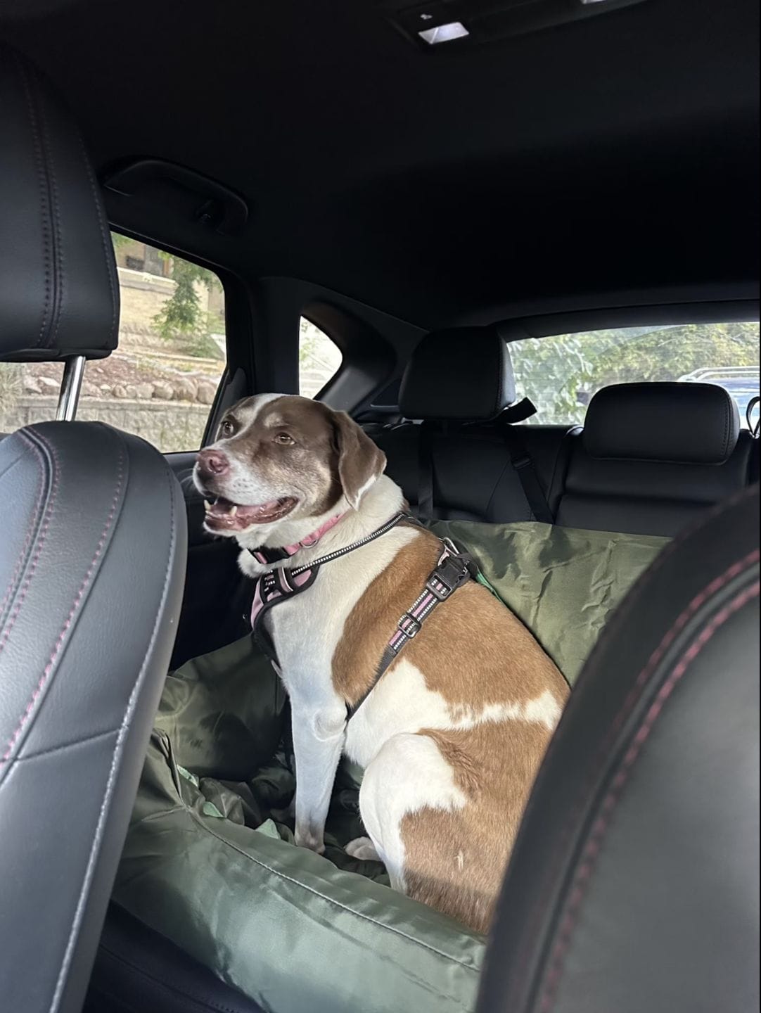Customer photo review of Large Travel Dog Car Seat Bed