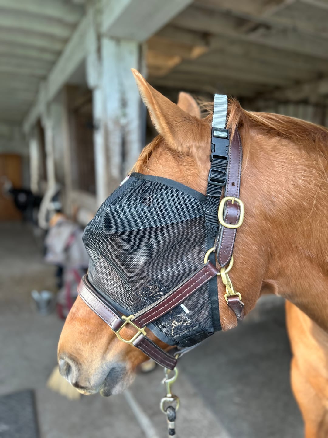 Customer photo review of EquiVizor Fly Mask - Standard