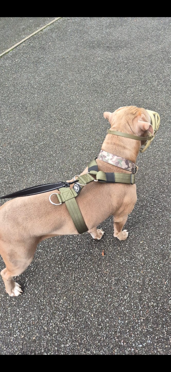 Customer photo review of Training No Pull TRI-Harness® | M-XL Breeds - Khaki