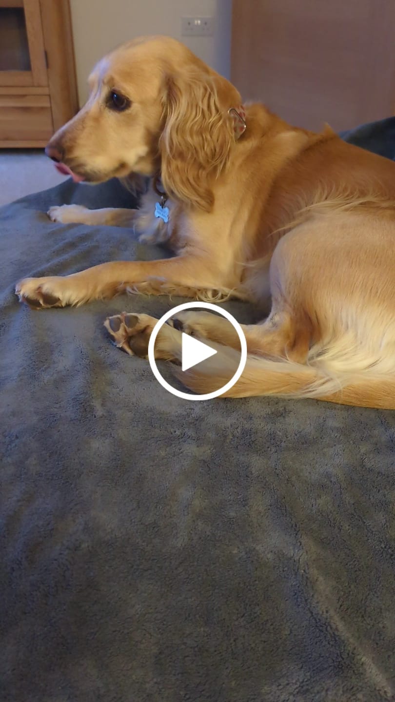 Customer video review of Luxury Throw & Dog Blanket